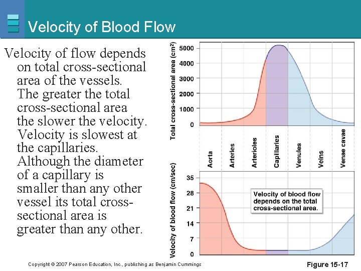 Velocity of Blood Flow Velocity of flow depends on total cross-sectional area of the