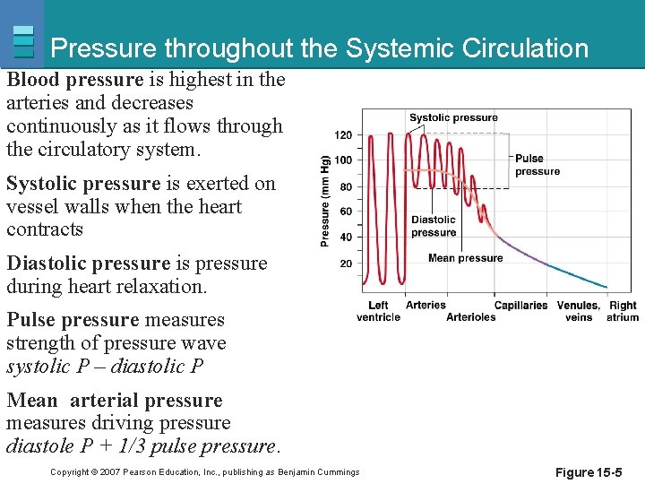 Pressure throughout the Systemic Circulation Blood pressure is highest in the arteries and decreases