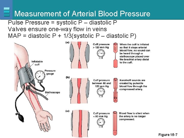 Measurement of Arterial Blood Pressure Pulse Pressure = systolic P – diastolic P Valves