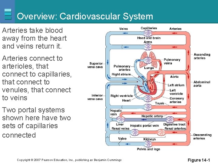 Overview: Cardiovascular System Arteries take blood away from the heart and veins return it.