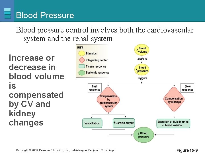 Blood Pressure Blood pressure control involves both the cardiovascular system and the renal system