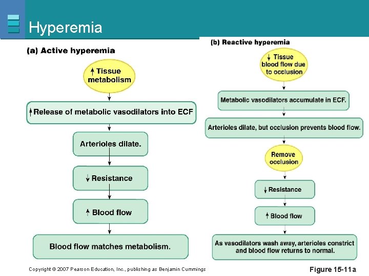 Hyperemia Copyright © 2007 Pearson Education, Inc. , publishing as Benjamin Cummings Figure 15