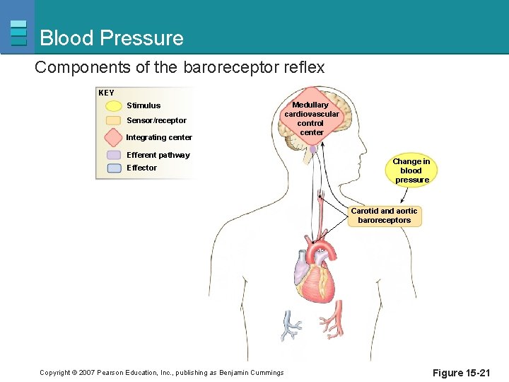Blood Pressure Components of the baroreceptor reflex KEY Stimulus Sensor/receptor Integrating center Efferent pathway