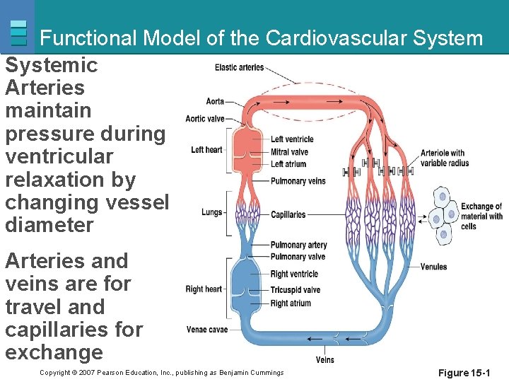 Functional Model of the Cardiovascular Systemic Arteries maintain pressure during ventricular relaxation by changing