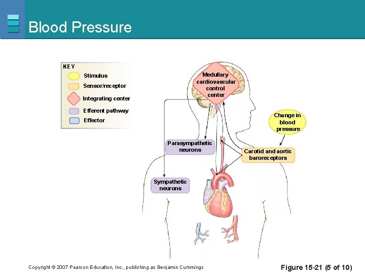 Blood Pressure KEY Medullary cardiovascular control center Stimulus Sensor/receptor Integrating center Efferent pathway Change