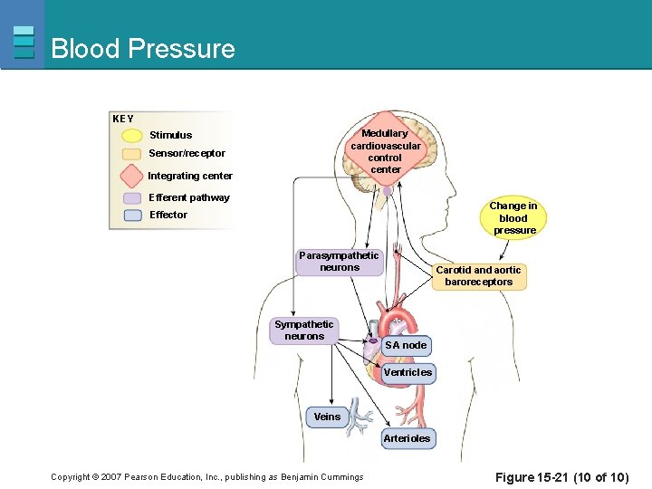Blood Pressure KEY Medullary cardiovascular control center Stimulus Sensor/receptor Integrating center Efferent pathway Change