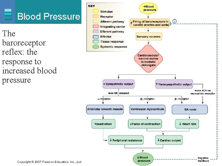 Blood Pressure The baroreceptor reflex: the response to increased blood pressure Copyright © 2007