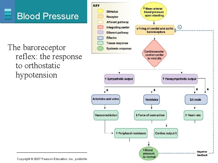 Blood Pressure The baroreceptor reflex: the response to orthostatic hypotension Copyright © 2007 Pearson