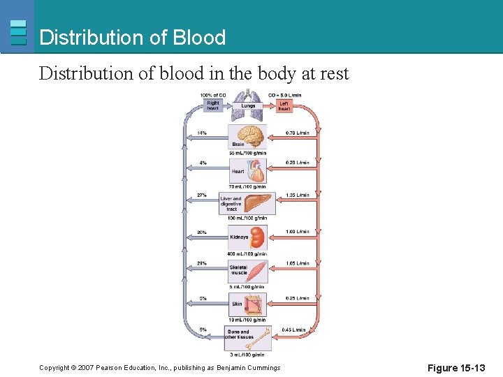 Distribution of Blood Distribution of blood in the body at rest Copyright © 2007