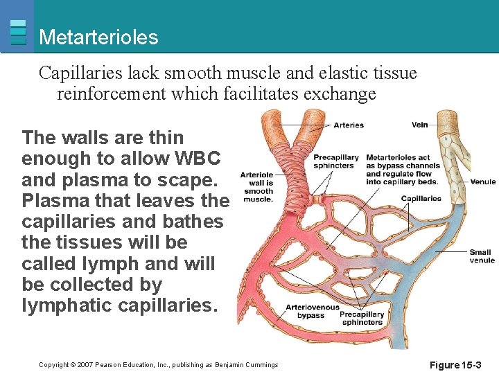 Metarterioles Capillaries lack smooth muscle and elastic tissue reinforcement which facilitates exchange The walls