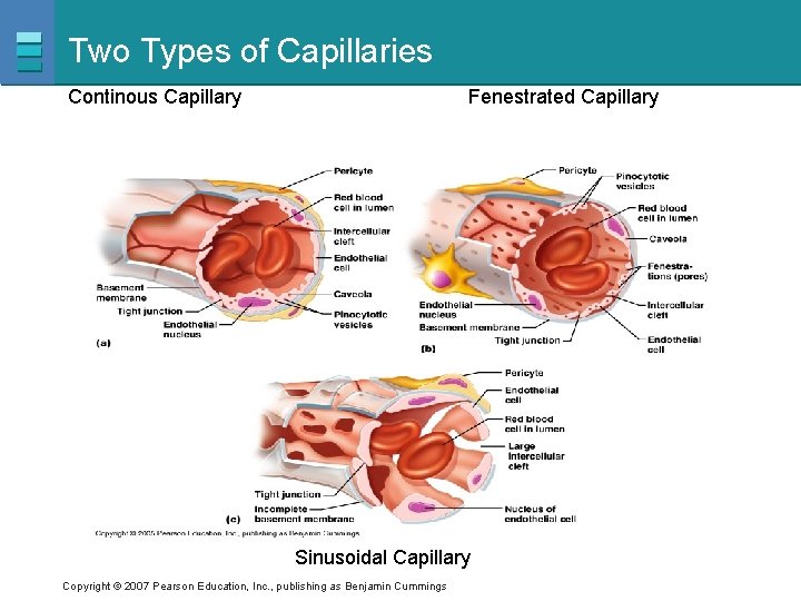 Two Types of Capillaries Continous Capillary Fenestrated Capillary Sinusoidal Capillary Copyright © 2007 Pearson