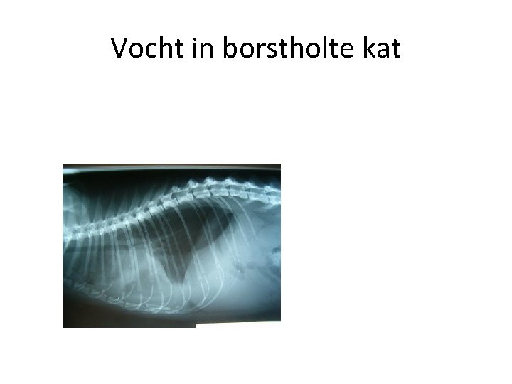 Vocht in borstholte kat 