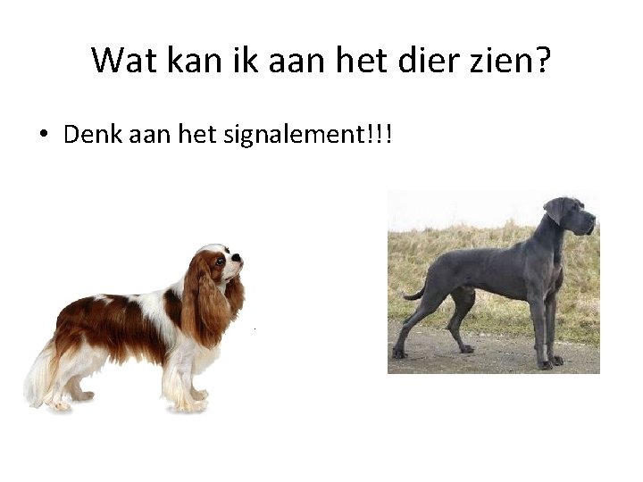 Wat kan ik aan het dier zien? • Denk aan het signalement!!! 