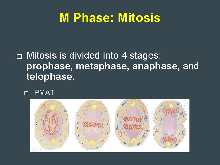 M Phase: Mitosis � Mitosis is divided into 4 stages: prophase, metaphase, and telophase.