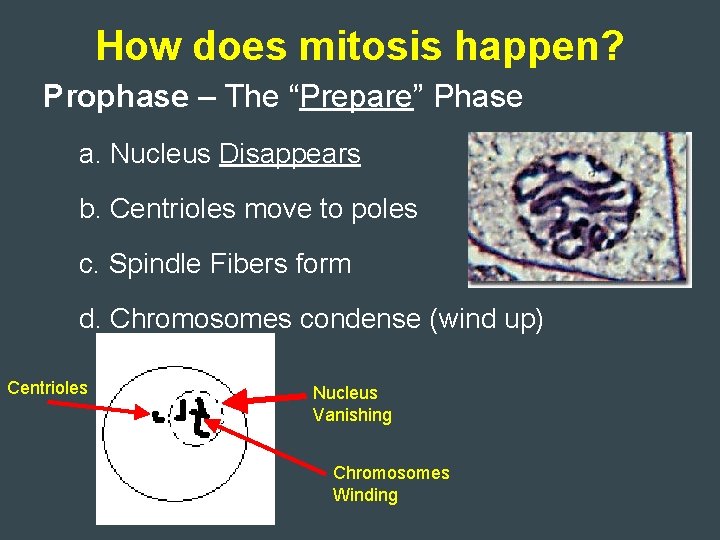 How does mitosis happen? Prophase – The “Prepare” Phase a. Nucleus Disappears b. Centrioles