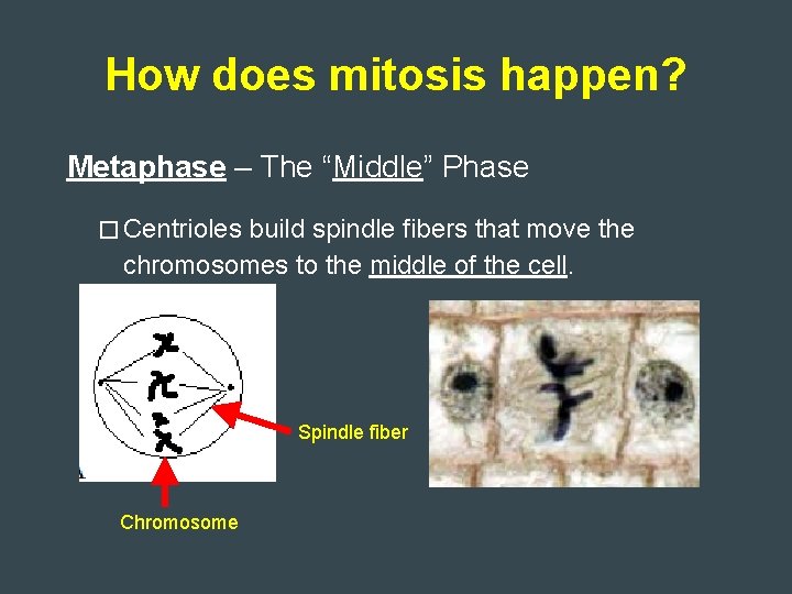 How does mitosis happen? Metaphase – The “Middle” Phase � Centrioles build spindle fibers