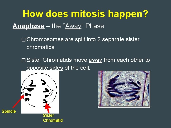 How does mitosis happen? Anaphase – the “Away” Phase � Chromosomes are split into
