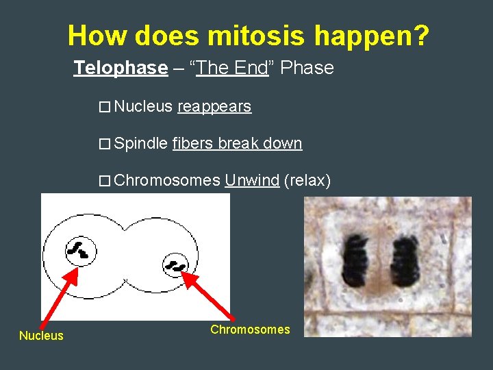 How does mitosis happen? Telophase – “The End” Phase � Nucleus � Spindle reappears