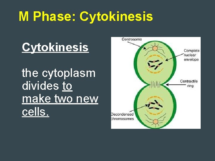 M Phase: Cytokinesis after mitosis, the cytoplasm divides to make two new cells. 