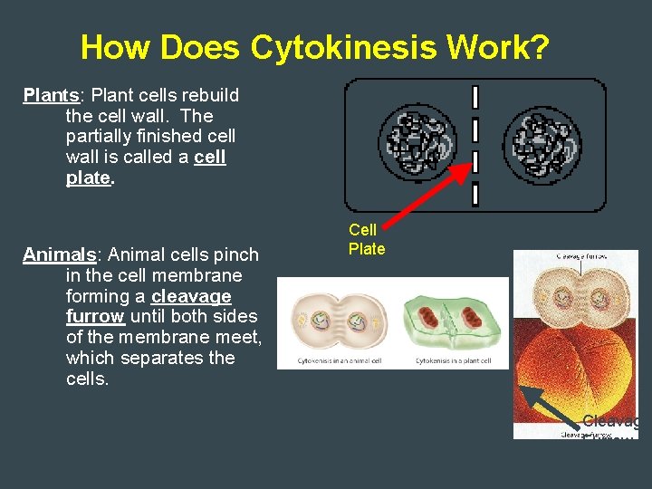 How Does Cytokinesis Work? Plants: Plant cells rebuild the cell wall. The partially finished