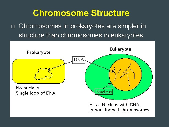 Chromosome Structure � Chromosomes in prokaryotes are simpler in structure than chromosomes in eukaryotes.