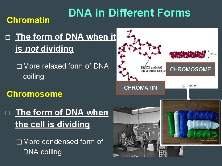 Chromatin � DNA in Different Forms The form of DNA when it is not