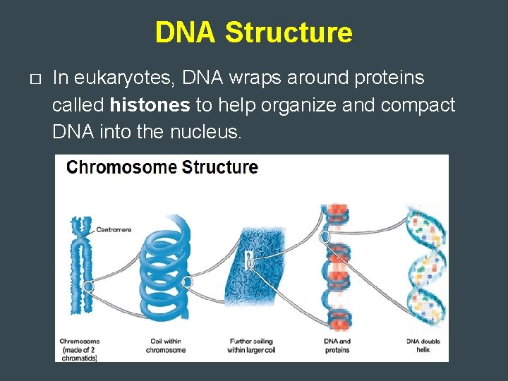 DNA Structure � In eukaryotes, DNA wraps around proteins called histones to help organize