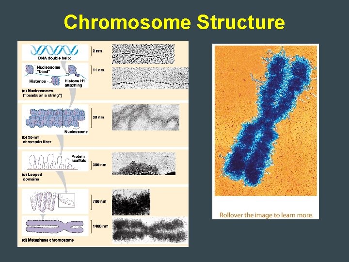 Chromosome Structure 