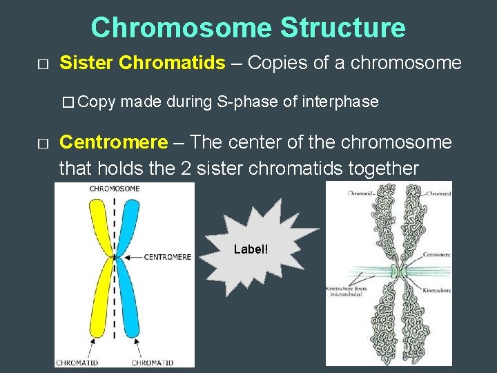 Chromosome Structure � Sister Chromatids – Copies of a chromosome � Copy � made