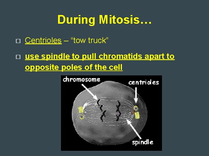 During Mitosis… � Centrioles – “tow truck” � use spindle to pull chromatids apart