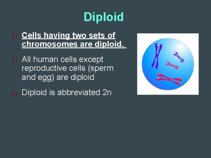Diploid � Cells having two sets of chromosomes are diploid. � All human cells