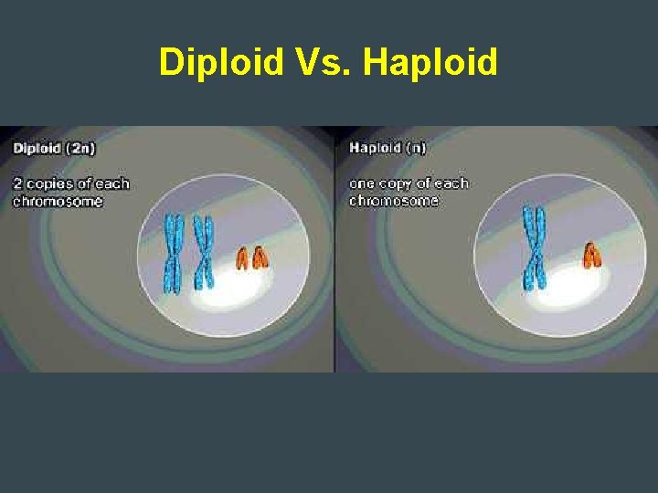Diploid Vs. Haploid 