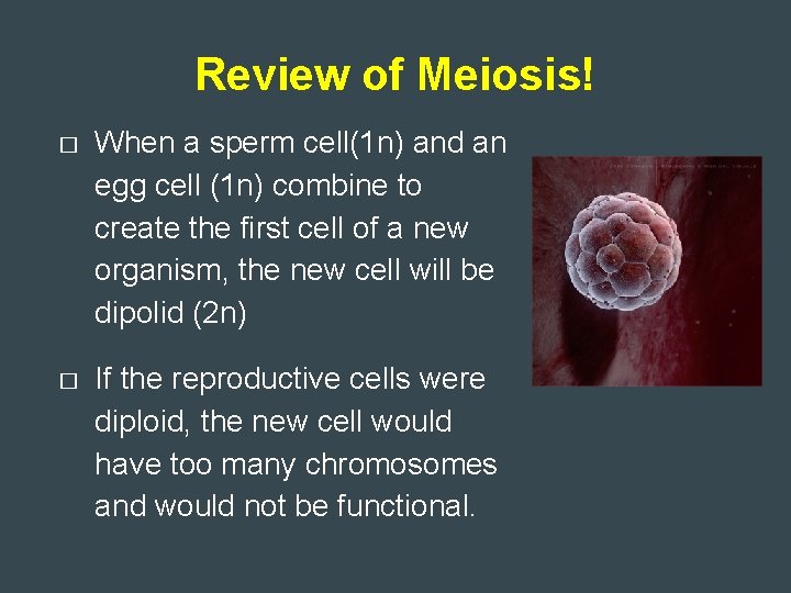 Review of Meiosis! � When a sperm cell(1 n) and an egg cell (1