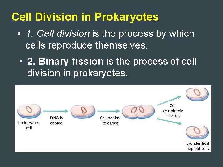 Cell Division in Prokaryotes • 1. Cell division is the process by which cells