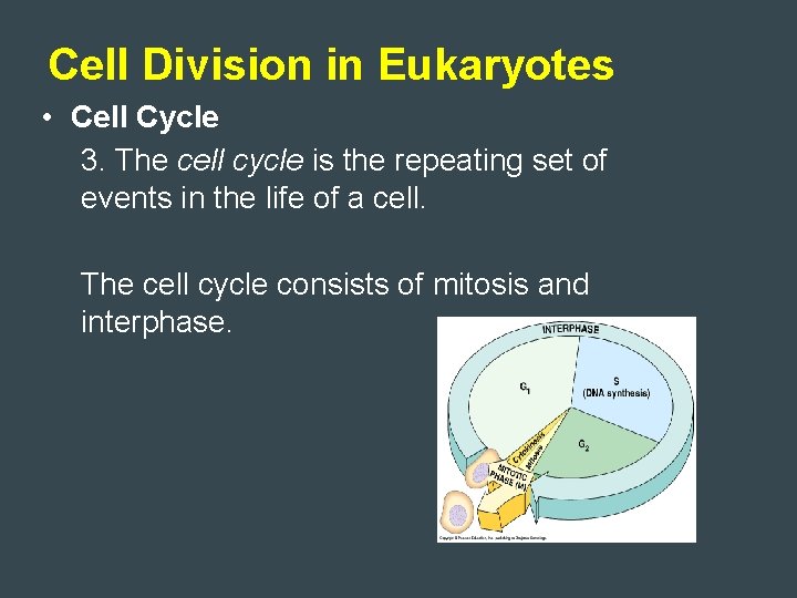 Cell Division in Eukaryotes • Cell Cycle 3. The cell cycle is the repeating