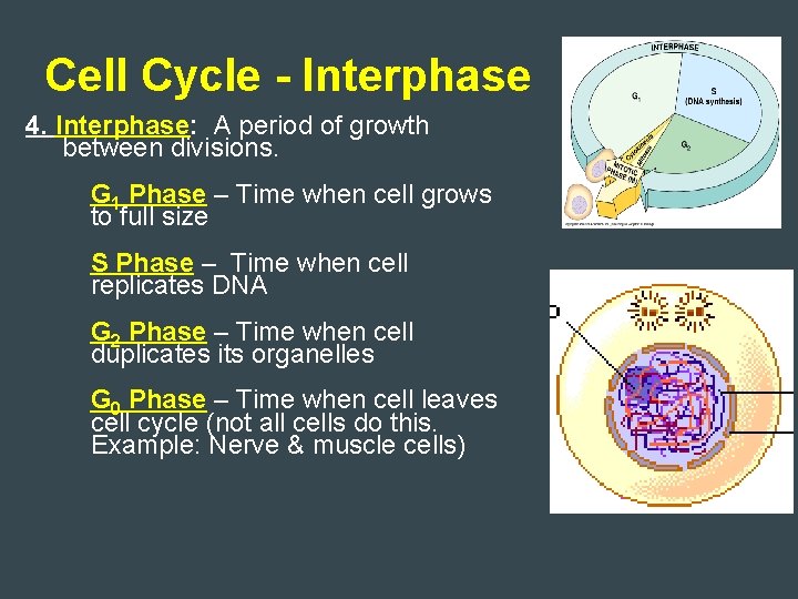 Cell Cycle - Interphase 4. Interphase: A period of growth between divisions. �G 1