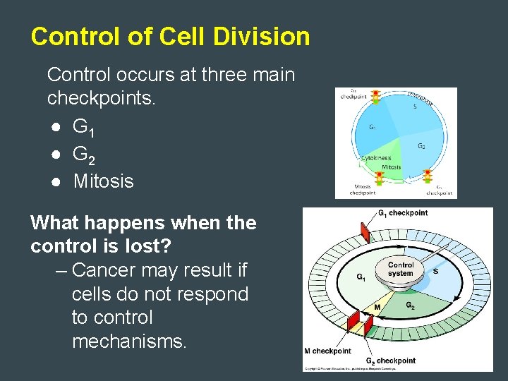 Control of Cell Division Control occurs at three main checkpoints. ● G 1 ●