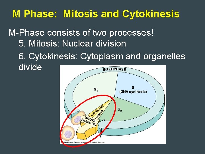 M Phase: Mitosis and Cytokinesis M-Phase consists of two processes! 5. Mitosis: Nuclear division