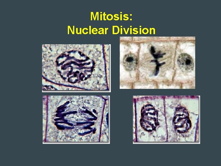 Mitosis: Nuclear Division 