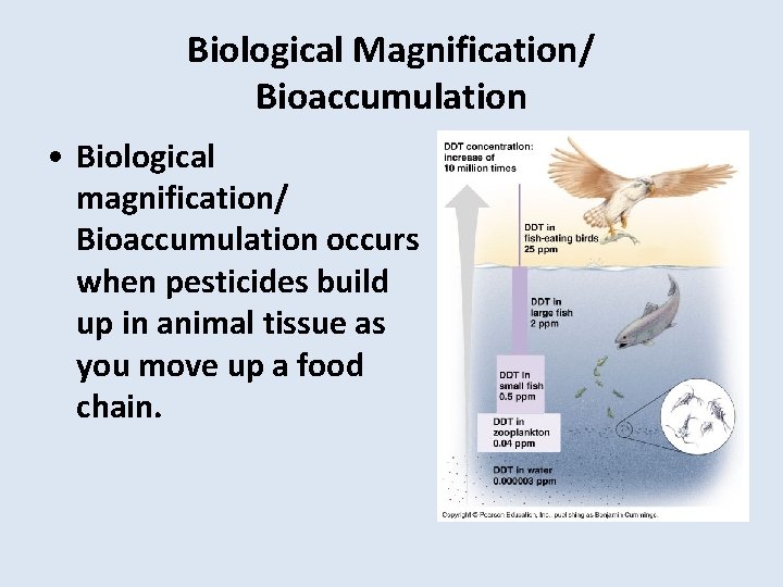 Biological Magnification/ Bioaccumulation • Biological magnification/ Bioaccumulation occurs when pesticides build up in animal