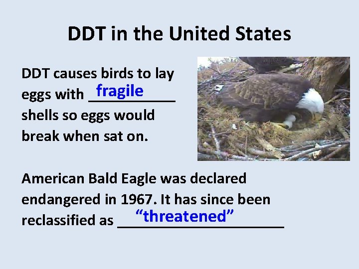 DDT in the United States DDT causes birds to lay fragile eggs with ______