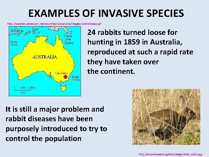 EXAMPLES OF INVASIVE SPECIES http: //psephos. adam-carr. net/countries/a/australia/images/australiamap. gif 24 rabbits turned loose for