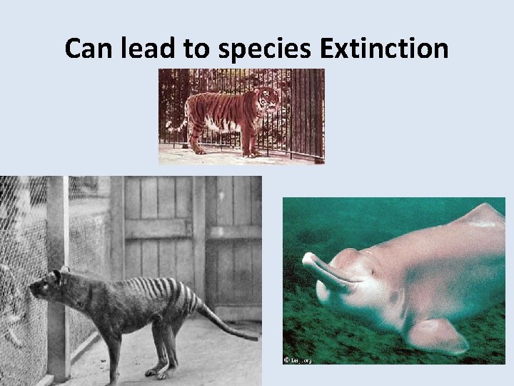 Can lead to species Extinction 