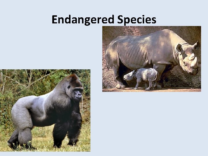 Endangered Species 