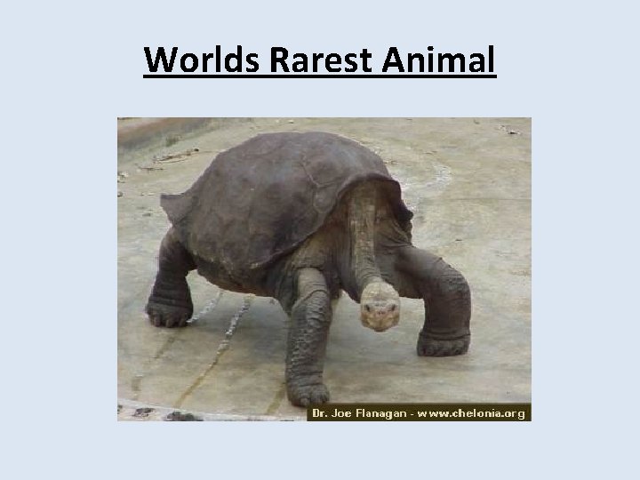 Worlds Rarest Animal 