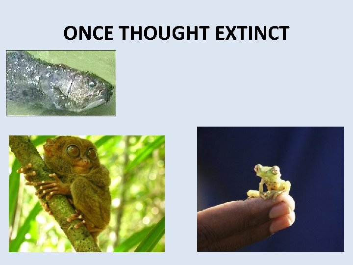 ONCE THOUGHT EXTINCT 