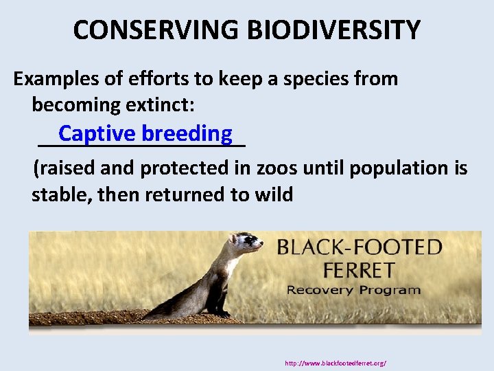 CONSERVING BIODIVERSITY Examples of efforts to keep a species from becoming extinct: Captive breeding