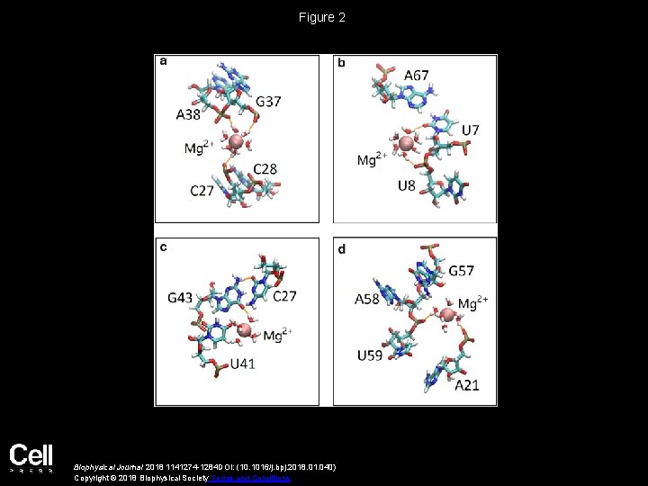 Figure 2 Biophysical Journal 2018 1141274 -1284 DOI: (10. 1016/j. bpj. 2018. 01. 040)
