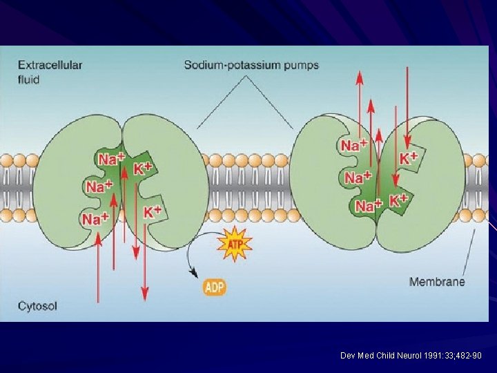 Dev Med Child Neurol 1991: 33; 482 -90 