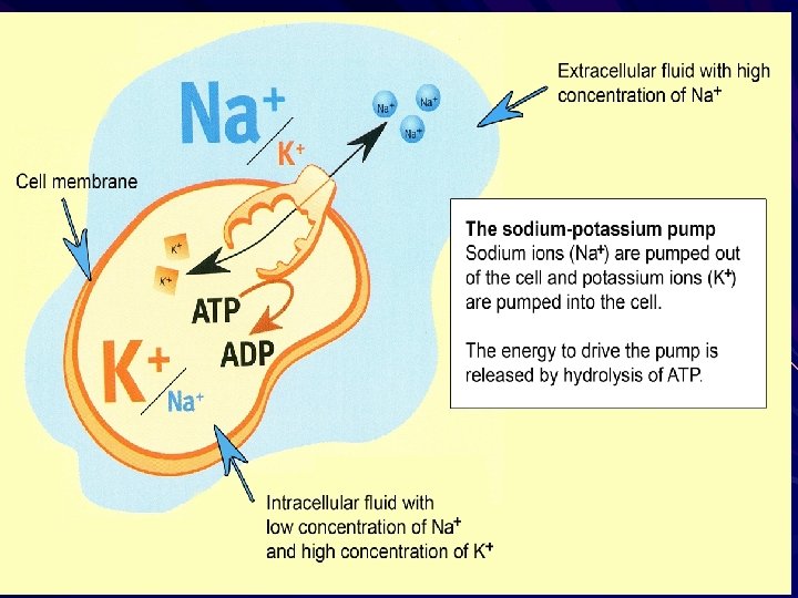 Dev Med Child Neurol 1991: 33; 482 -90 